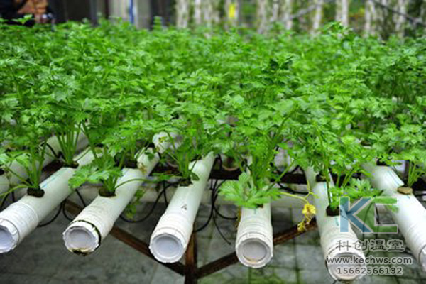 無土栽培，無土栽培技術，無土栽培設備