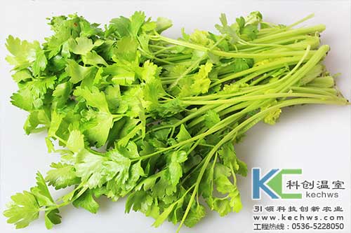 無土栽培，無土栽培技術，無土栽培設備