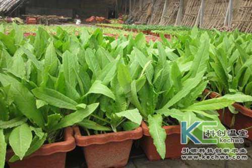 無土栽培，無土栽培技術，無土栽培設備