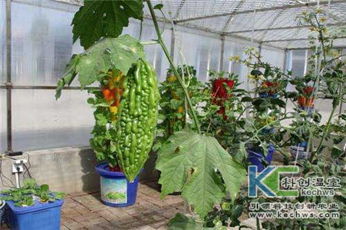 無土栽培，無土栽培技術，無土栽培設備