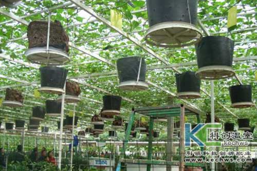 無土栽培，無土栽培技術(shù)，無土栽培設(shè)備