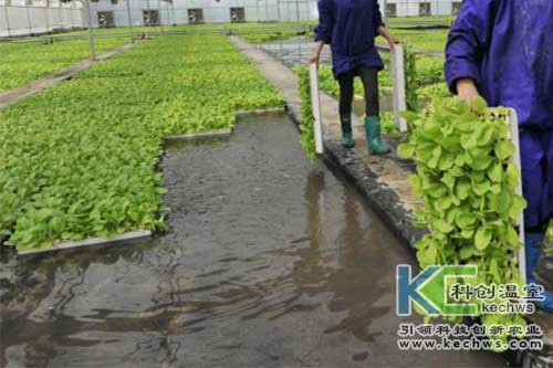 無土栽培，無土栽培技術，無土栽培設備