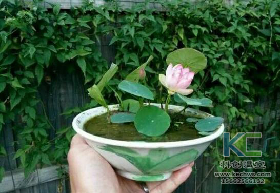 無土栽培，無土栽培技術，無土栽培設備