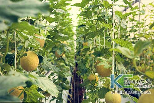 無土栽培，無土栽培技術，無土栽培設備