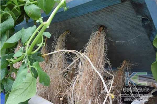 無(wú)土栽培，無(wú)土栽培技術(shù)