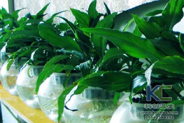 無土栽培，無土栽培技術(shù)