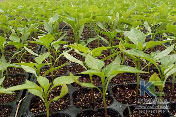 無土栽培，無土栽培技術(shù)，無土栽培設備