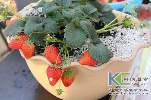 無(wú)土栽培，無(wú)土栽培技術(shù)，無(wú)土栽培設(shè)備