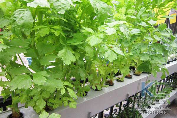 無土栽培，無土栽培技術(shù)，無土栽培設(shè)備