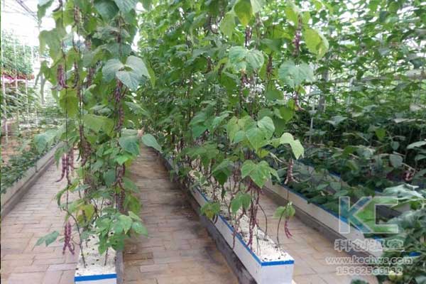 無(wú)土栽培，無(wú)土栽培技術(shù)