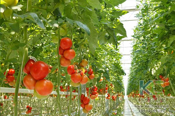 無土栽培，無土栽培技術，無土栽培設備