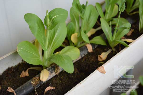 無土栽培，無土栽培技術，無土栽培設備