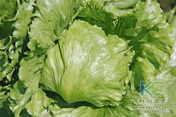 無(wú)土栽培，無(wú)土栽培技術(shù)