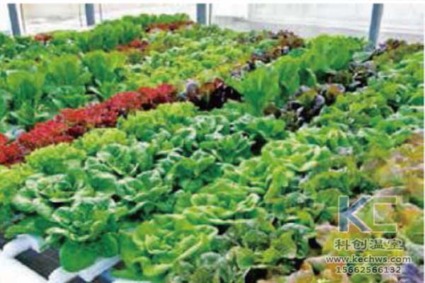 無土栽培，無土栽培技術，無土栽培設備