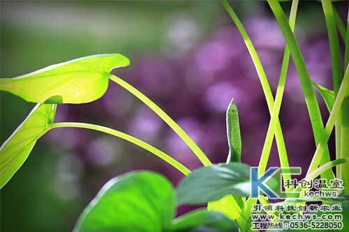 無土栽培，無土栽培技術，無土栽培設備