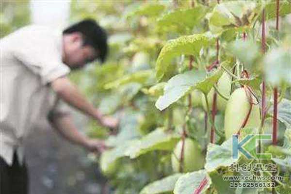 無土栽培，無土栽培技術(shù)，無土栽培設(shè)備
