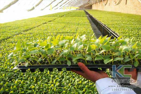 無土栽培，無土栽培技術(shù)，無土栽培設備