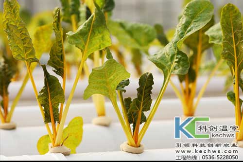 無土栽培，無土栽培技術，無土栽培設備