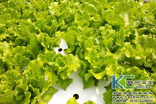 無土栽培，無土栽培技術，無土栽培設備