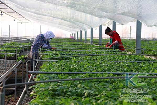 無土栽培，無土栽培技術(shù)，無土栽培設(shè)備