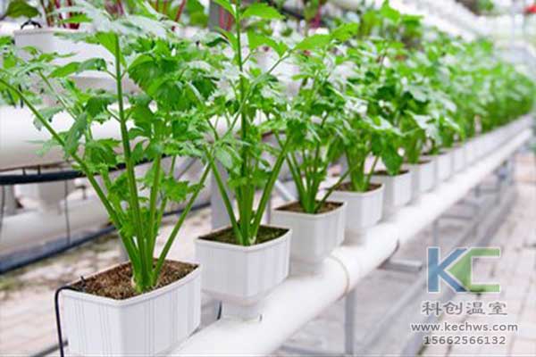 無土栽培，無土栽培技術，無土栽培設備