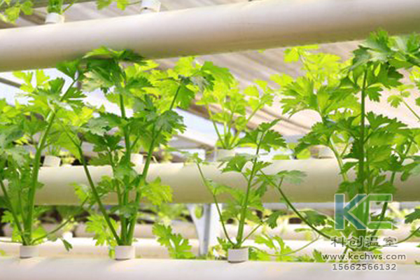 無土栽培，無土栽培技術，蔬菜栽培