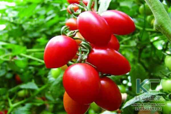 無(wú)土栽培技術(shù)，無(wú)土栽培設(shè)備，溫室大棚，蔬菜大棚