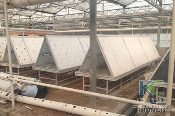 魚菜共生系統(tǒng)，無(wú)土栽培技術(shù)，無(wú)土栽培，溫室大棚