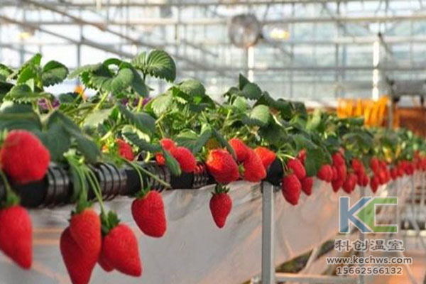 無土栽培，無土栽培技術，無土栽培設備