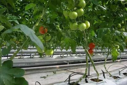 無土栽培，無土栽培技術(shù)，無土栽培設(shè)備