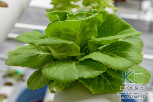 無土栽培，無土栽培技術，無土栽培設備