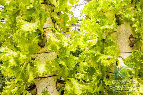 無土栽培，無土栽培技術，無土栽培設備