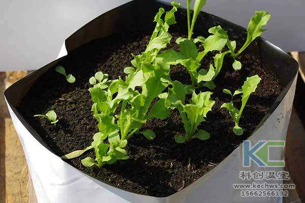 無(wú)土栽培，無(wú)土栽培技術(shù)，無(wú)土栽培設(shè)備