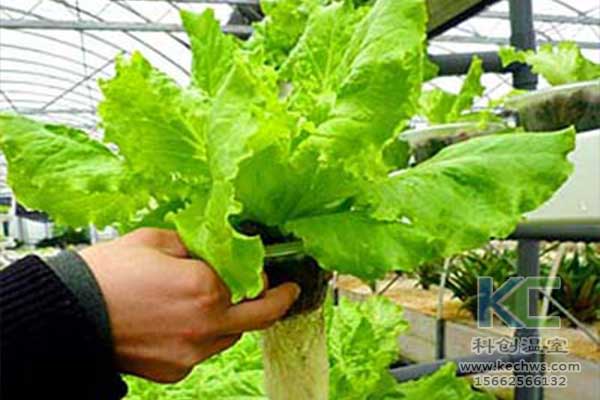 無(wú)土栽培，無(wú)土栽培技術(shù)，無(wú)土栽培設(shè)備