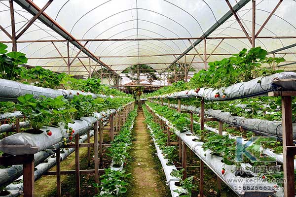 無土栽培，無土栽培技術(shù)，無土栽培設(shè)備
