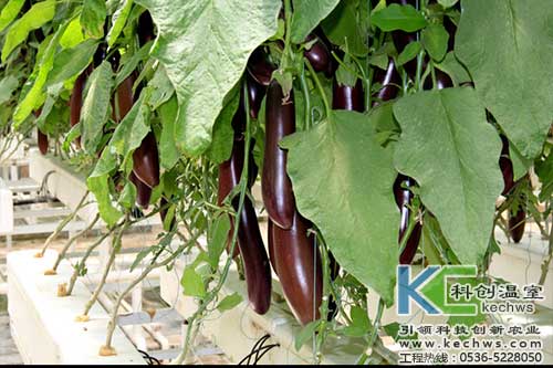 無(wú)土栽培，無(wú)土栽培技術(shù)，無(wú)土栽培設(shè)備