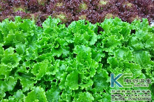 無土栽培，無土栽培技術，無土栽培設備