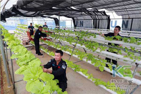 無土栽培，無土栽培技術，無土栽培設備