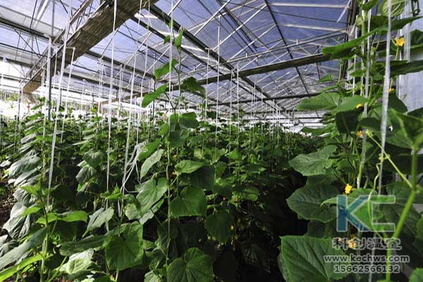 無土栽培，無土栽培技術，無土栽培設備