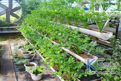 無土栽培，無土栽培技術，無土栽培設備