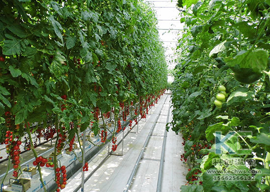 無土栽培，無土栽培技術，無土栽培設備