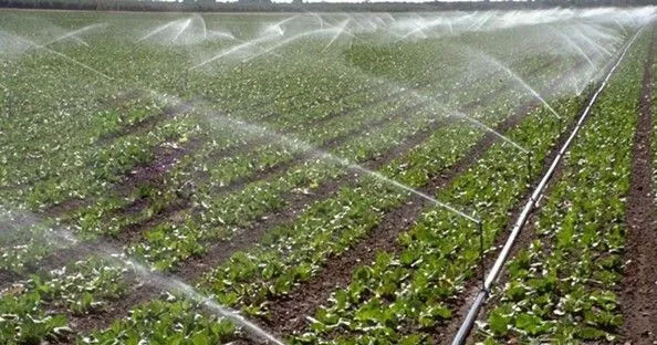 無土栽培，無土栽培技術，無土栽培設備