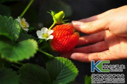 無(wú)土栽培，無(wú)土栽培技術(shù)，無(wú)土栽培設(shè)備