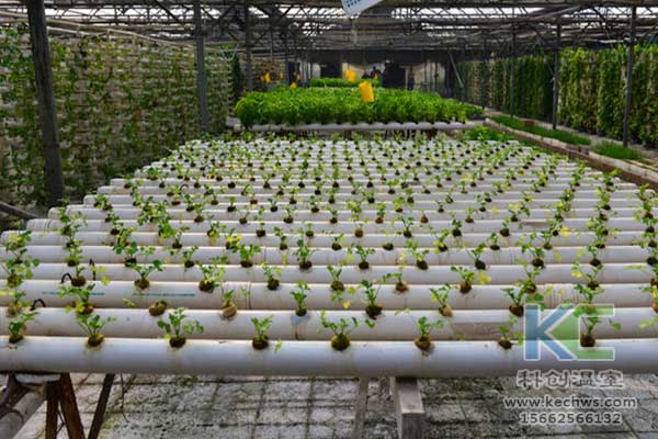 無(wú)土栽培，無(wú)土栽培技術(shù)，無(wú)土栽培設(shè)備