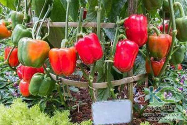 無土栽培，無土栽培技術(shù)，無土栽培設(shè)備