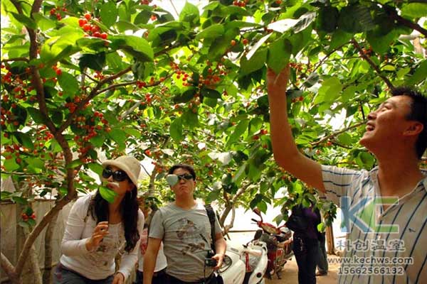 無土栽培，無土栽培技術(shù)，無土栽培設(shè)備