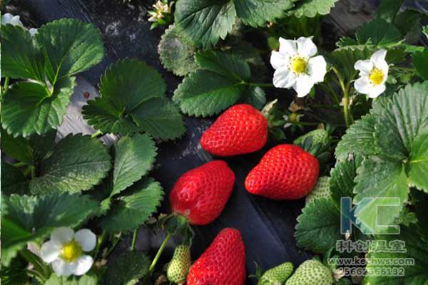 無土栽培，無土栽培技術，無土栽培設備