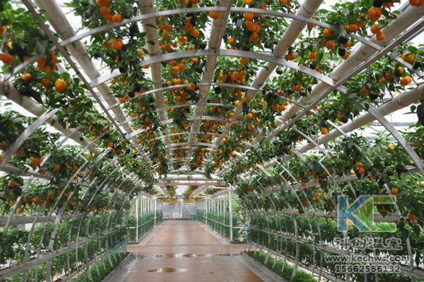 無土栽培，無土栽培技術，無土栽培設備