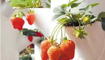 無土栽培，無土栽培技術(shù)，無土栽培設(shè)備