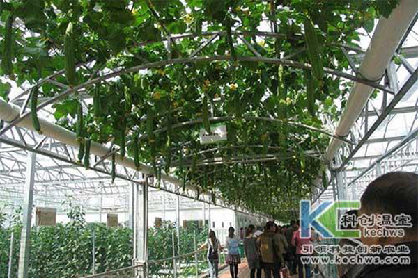 無土栽培，無土栽培技術(shù)，無土栽培設(shè)備